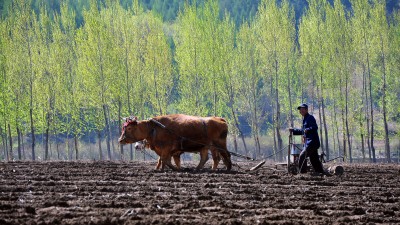 为打好春耕第一仗，青岛农大专家教授送科技到一线