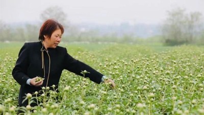 付爱玲：芍药地里长出的“土专家”