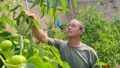 渭南：特色产业绘就乡村振兴好前景