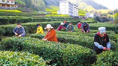 白河：留住手工茶的老味道