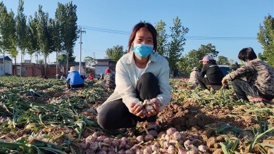 河南汤阴：“90后”新农人逐梦田野