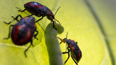 创新生物防治技术 为农业附着“健康”底色