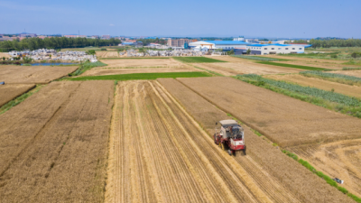 一株麦苗的“倔强”——河北力保夏粮丰产一线观察