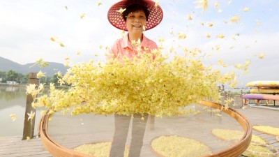 浙江湖州：石斛开出“致富花”