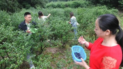 四川泸州市合江县：周贤荣返乡创业建起原生态蓝莓园