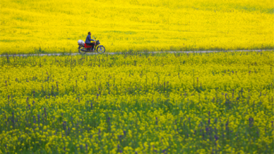 江苏通州：“无人驾驶农机”助力夏收夏种