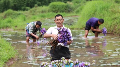 香水莲花香满富民路