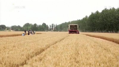 有地保粮 有方增粮 有人种粮 有责抓粮 ——山东省德州市陵城区“吨半粮”生产能力创建情况的调查