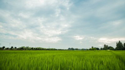 江西新余：农村田野处处呈现出一派碧绿景象