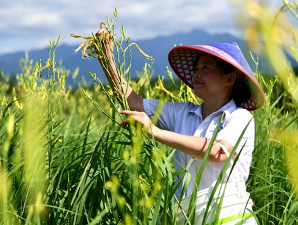 湖北通城：采摘黄花菜