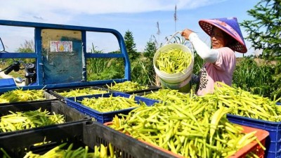 湖北通城：依靠科技种养 壮大集体经济