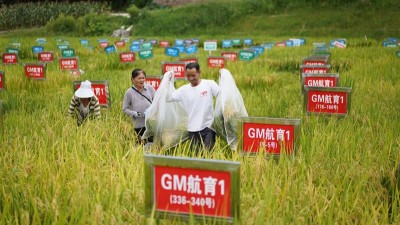 71岁仍然“泡”在试验田，只为成就一粒好米——记四川省广元市昭化区特优粮油首席专家陈定全