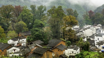 果香人“萄”醉 乡村振兴产业旺