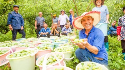 四川通江县两河口：大力发展生态产业园