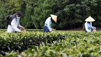 山东日照：体验采茶