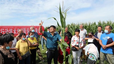 田头传技助秋粮增产