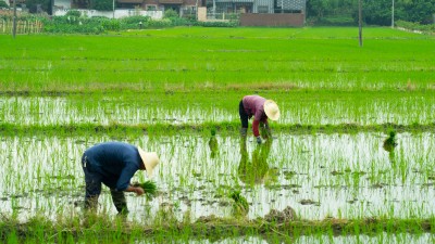 科学调度，给农田“解渴”、保秋粮丰收