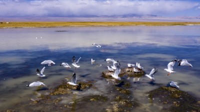 秋日苏干湖湿地