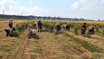 山东郯城县归昌乡稻草回收利用既生态又增收