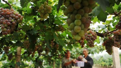 农旅融合助小山村拓宽致富路