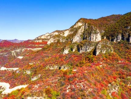 层林尽染秋韵浓 太行红叶遍山岗