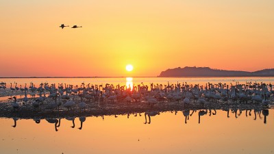 近6000只大天鹅飞抵山东荣成天鹅湖越冬