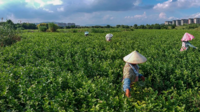 茉莉花开，茶香四溢