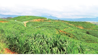 石头山上果飘香（美丽中国）