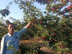 孟州市东窑村：金秋时节果香飘